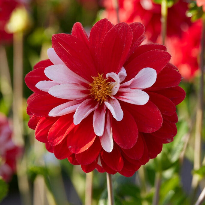 Dahlia Dekorativ Olga's light 1-pack